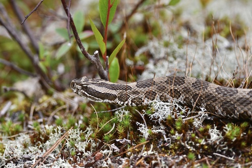 Eastern Massasauga
