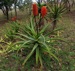 Aloe rupestris image