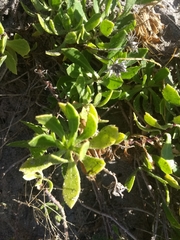 Dimorphotheca ecklonis