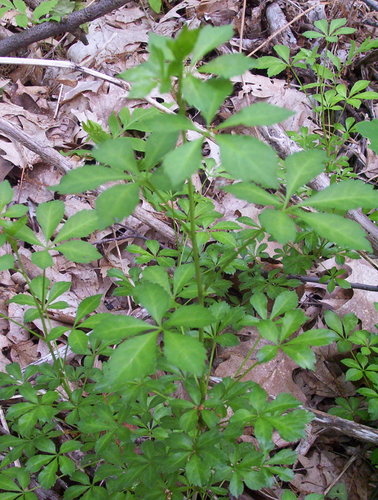 ginseng (Eleutherococcus pentaphyllus)