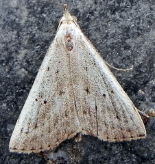 Macrochilo louisiana