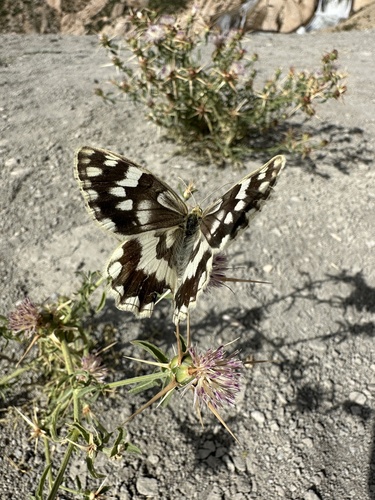 Ménétriés' Marbled White