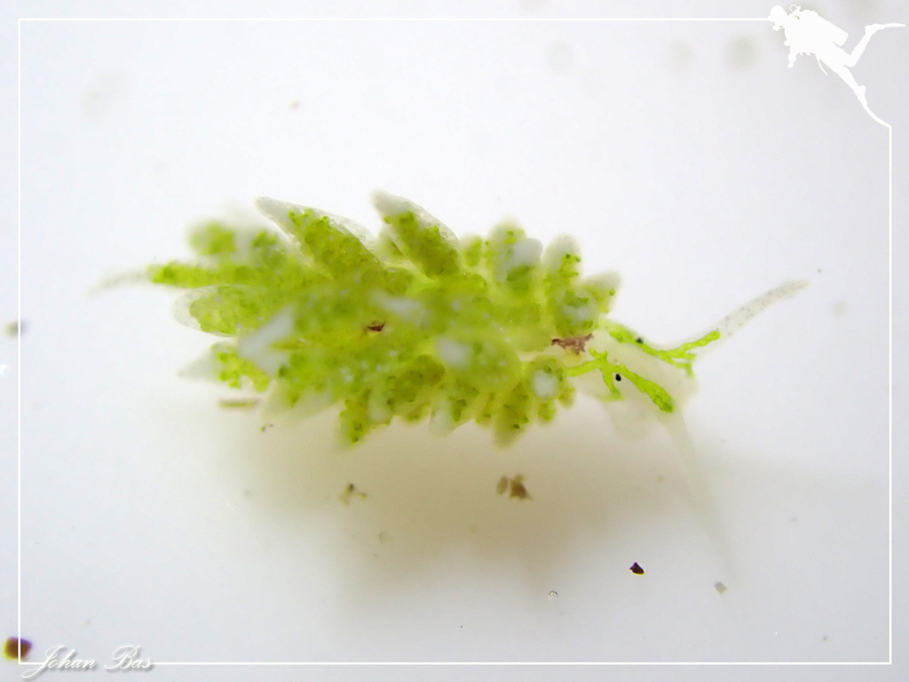 Ercolania annelyleorum