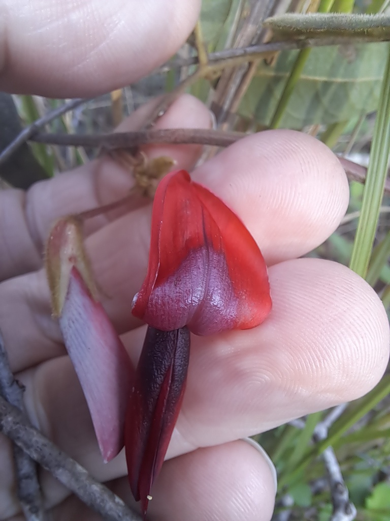 Dusky Coral Pea From Mooney Mooney Creek Nsw Australia On August At Pm By