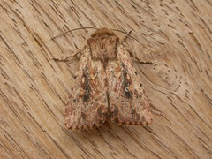 Dasygaster nephelistis