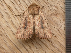 Dasygaster nephelistis