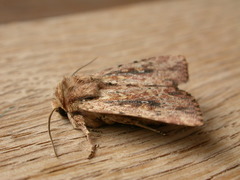 Dasygaster nephelistis