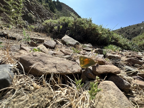 Greek Clouded Yellow