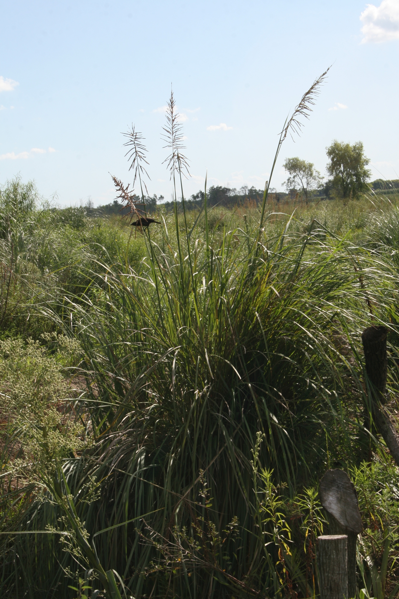 Paspalum haumanii