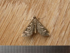Ischnurges illustralis