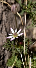 Anemone tuberosa
