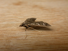 Ischnurges illustralis