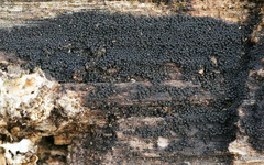 Anteaglonium globosum