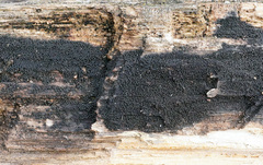 Anteaglonium globosum