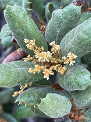 Quercus durata var. durata