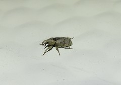 Mitrastethus baridioides