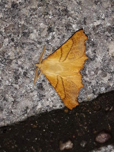Ennomos fuscantaria