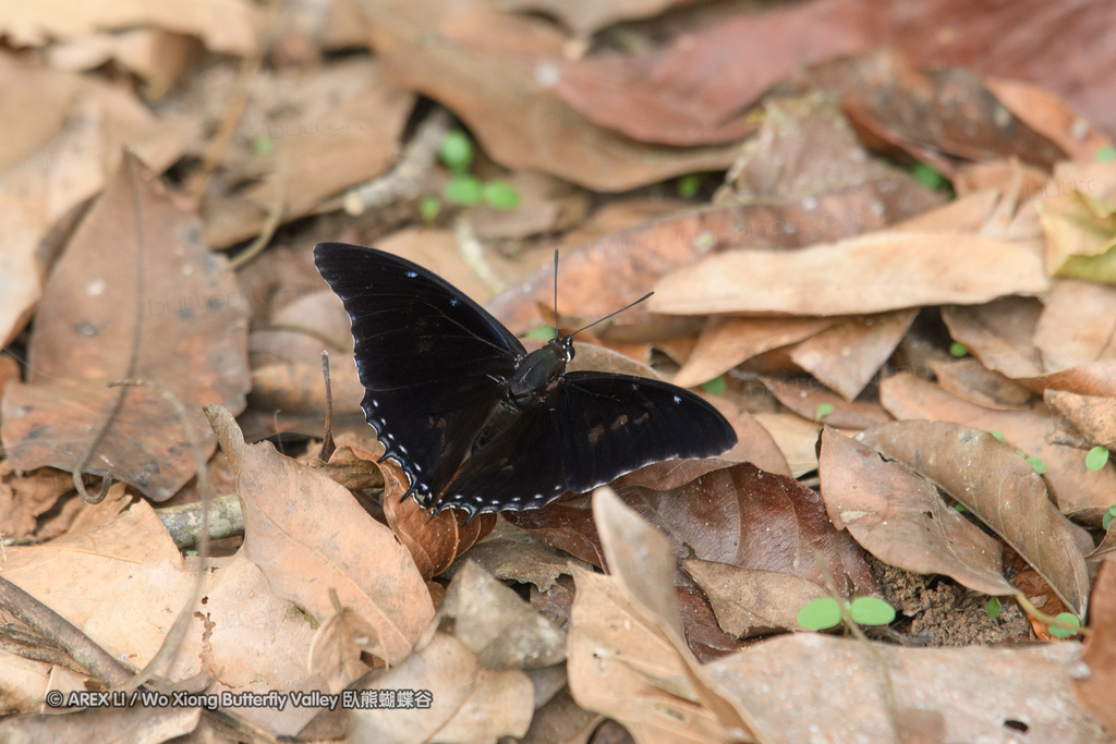 Demon Charaxes