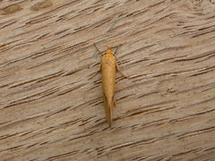 Telocharacta hemicroca