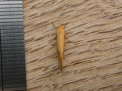 Telocharacta hemicroca