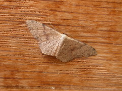 Idaea halmaea