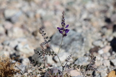 Psorothamnus polydenius
