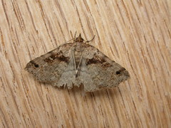 Lithilaria ossicolor