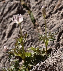 Anemone tuberosa