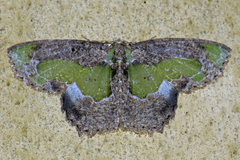 Eucyclodes discipennata