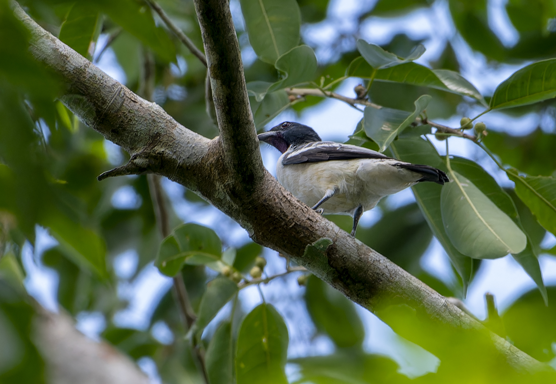 Purple-throated Cotinga (Porphyrolaema porphyrolaema), photo 2