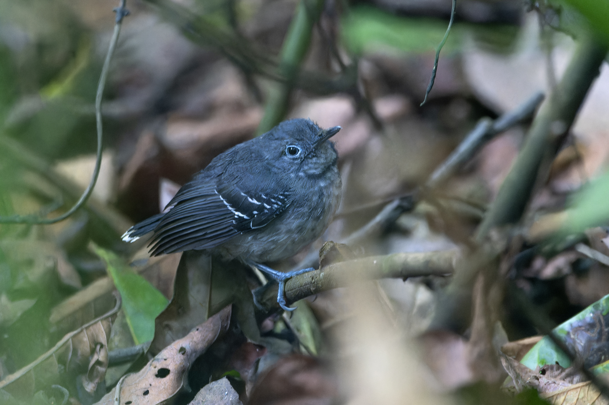 Band-tailed Antbird (Hypocnemoides maculicauda), photo 10