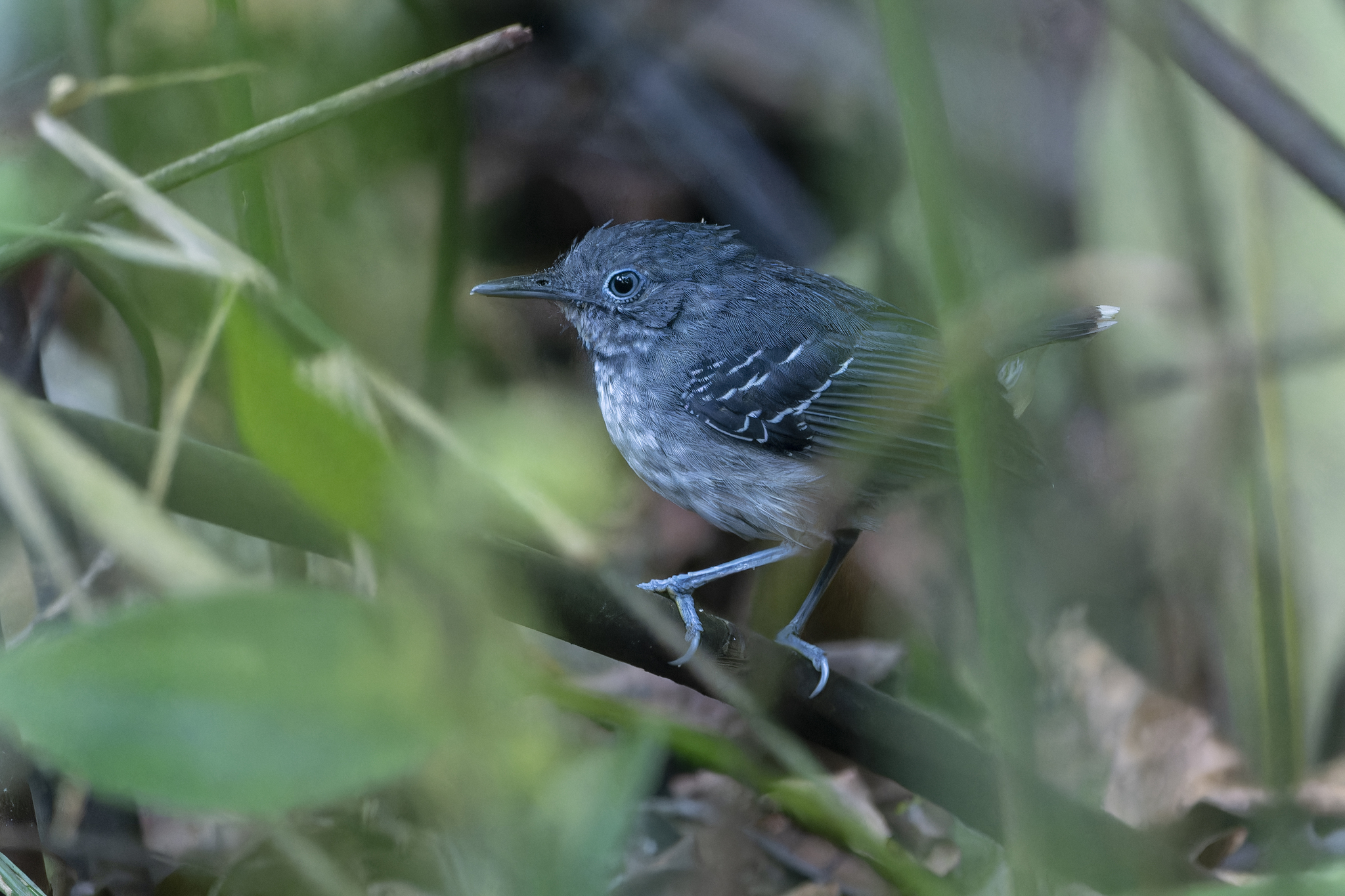 Band-tailed Antbird (Hypocnemoides maculicauda), photo 9