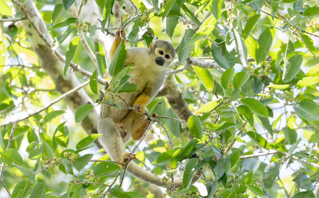 Peruvian Squirrel Monkey