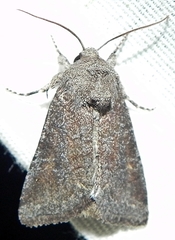 Lacinipolia meditata