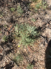 Hymenopappus filifolius