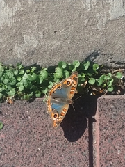 Junonia genoveva hilaris