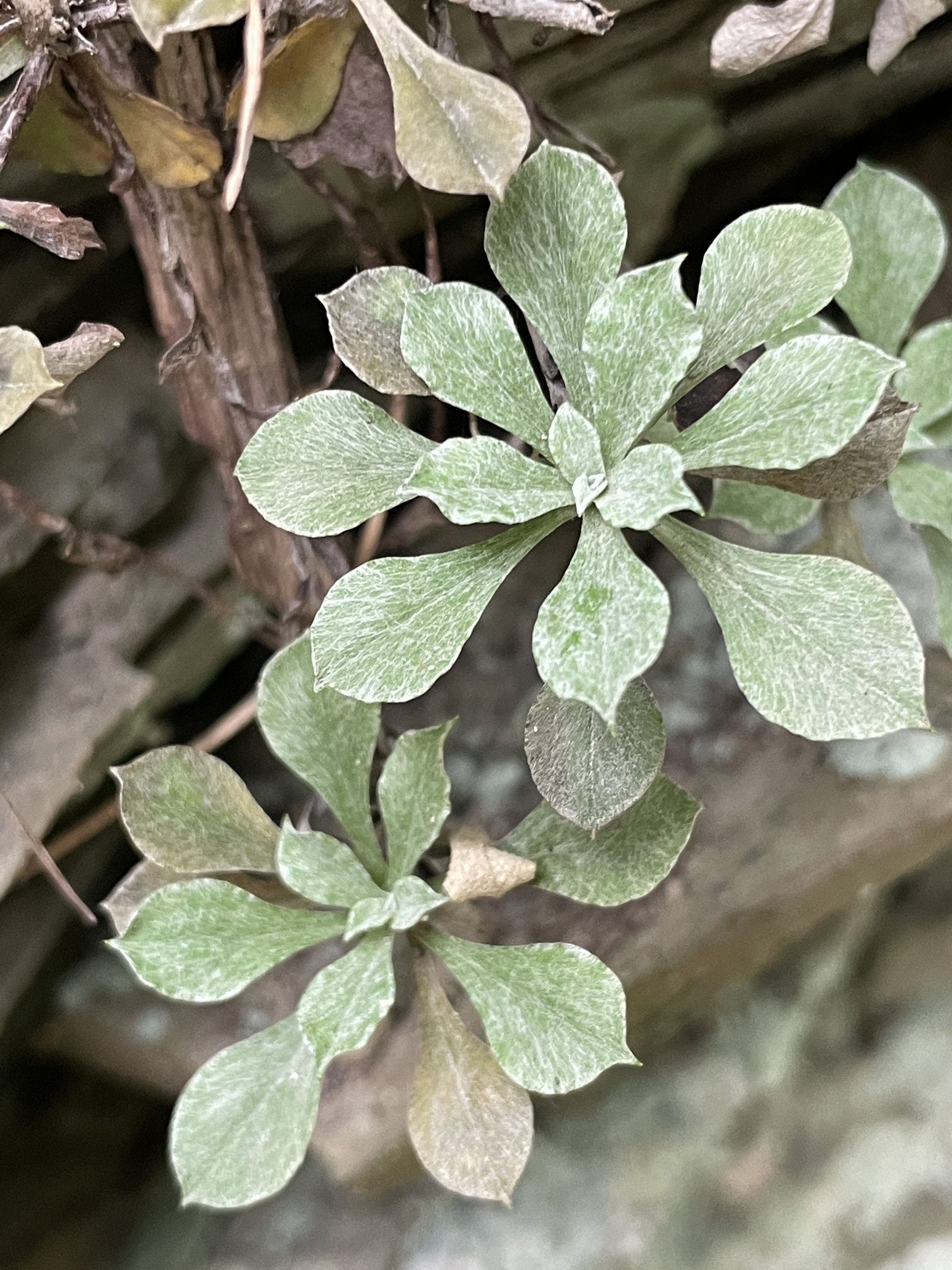Antennaria howellii ssp. neodioica