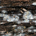 Arachnopeziza delicatula - Photo (c) tombigelow, algunos derechos reservados (CC BY-NC)