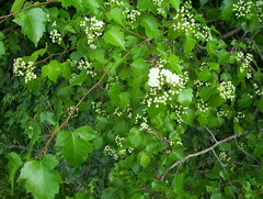 Washington Hawthorn (Crataegus phaenopyrum)