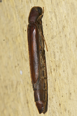Lymexylidae
