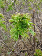 Sorbus sambucifolia