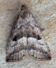Hypenodes caducus