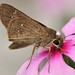 Twin Swift - Photo (c) Paolo Mazzei, some rights reserved (CC BY-NC), uploaded by Paolo Mazzei