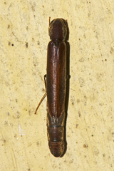 Lymexylidae