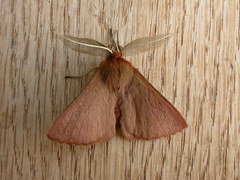 Pterolocera leucocera