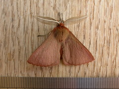 Pterolocera leucocera