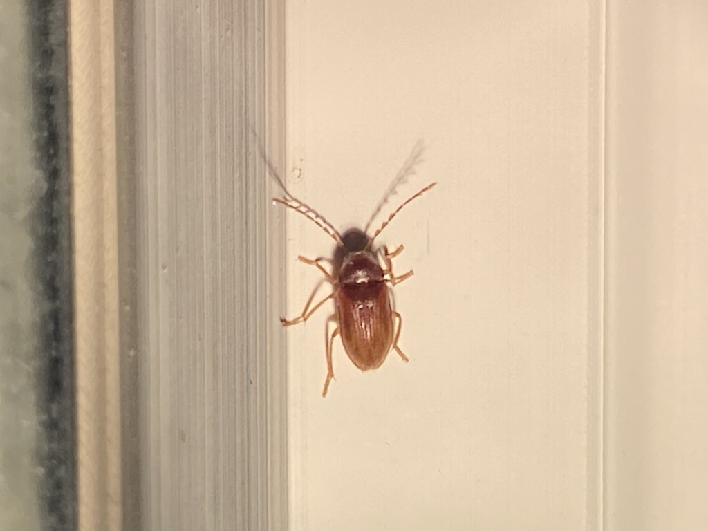Ptilodactyla serricollis