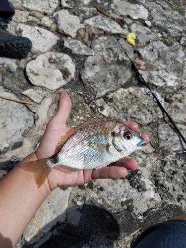 Senegal seabream (Diplodus bellottii) — Sparidae — 2
