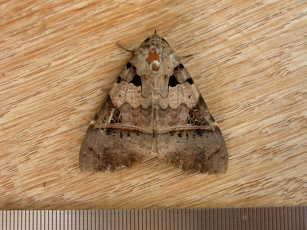 Serrodes campana