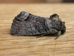 Euplexia polycmeta